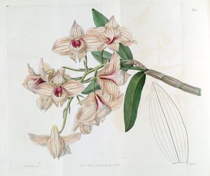 Dendrobium moschatum (als syn. Dendrobium cupreum) door Miss Drake